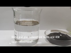 Mélange d'acides aminés avec des algues et des engrais composés d'acide humique comme pulvérisation et irrigation des feuilles