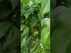 Hi-azote acides aminés liquides engrais végétaux système d'irrigation de soutien