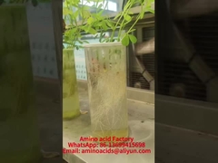 Les minéraux chélatés aux acides aminés de manganèse favorisent l'absorption du phosphore