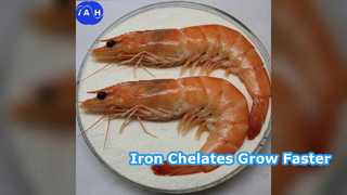 Les chélates d’acides aminés de fer alimentaire stimulent la croissance animale