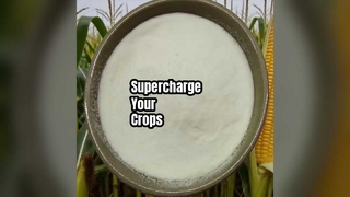 Augmentez les rendements des cultures en poudre d'acides aminés 80 %