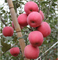 L'engrais de potassium augmente la coloration rouge d'accumulation d'anthocyanine des fruits de pommes